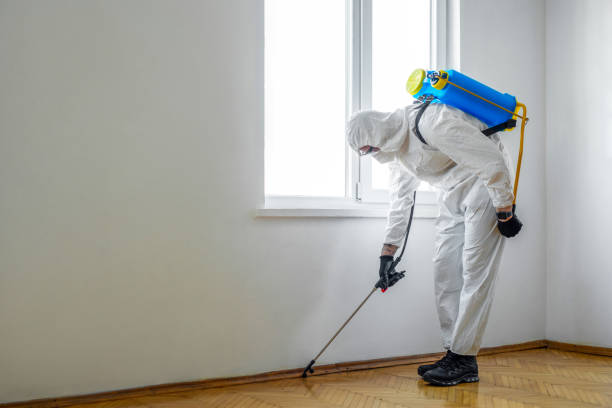 Best Wasp Removal Services  in Heidelberg, PA