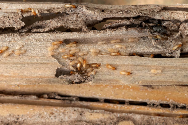 Wasp Removal Services in Heidelberg, PA